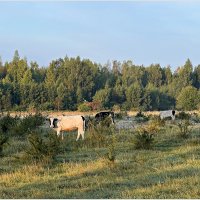 Осеннее. :: Валерия Комова