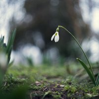 Весенний Боспорский подснежник. :: Анатолий Щербак