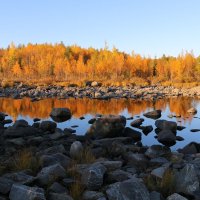 Осеннее золото :: Ольга 