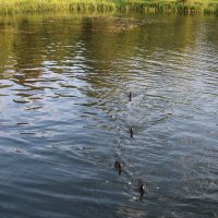 Царское Село. Колонистский пруд :: Наталья Герасимова