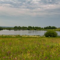 Клеверное поле :: Владимир Кириченко