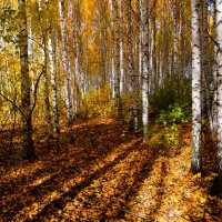 Цивильск. Берёзовые аллеи осенней лесополосы. :: Пётр Чернега