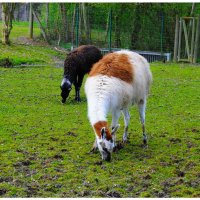 Вот и наступила осень. Сентябрь. Мир Природы... "The Natural World" :: "The Natural World" Александер