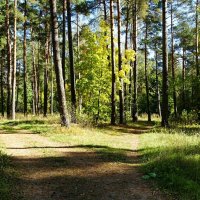 Лес в конце сентября. :: Милешкин Владимир Алексеевич 