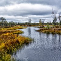 Болота Ельня :: Виктор Журбенков