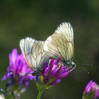 Боярышницы :: Наталья Димова