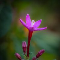 Пентас ланцетный (Pentas lanceolata) :: Александр Григорьев