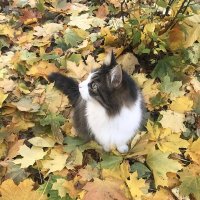 Осенний котик :: Любовь 