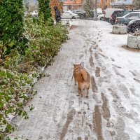 На прогулке :: Валерий Иванович