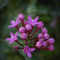 Пентас ланцетный (Pentas lanceolata) :: Александр Григорьев