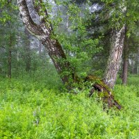 Летнее утро в лесу. :: Алексей Трухин