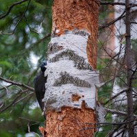 Лесные встречи. :: Вадим Басов