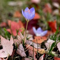 До свидания, шепнуло лето, Трав сухих, качнув первой проседью, :: "The Natural World" Александер