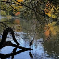 Сегодня с летом попрощались, Пришла осенняя пора. :: "The Natural World" Александер