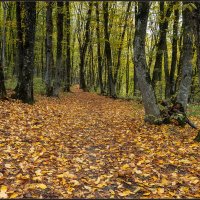 Дорожка в осень :: Сергей Литвинов