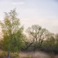 Весенний пейзаж с ивами на берегу реки :: SafronovIV Сафронов