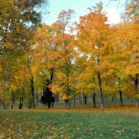 Ёлочка в осеннем хороводе. :: Татьяна Помогалова