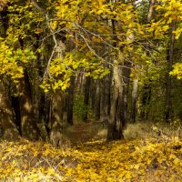 Шурша листвой :: оксана 