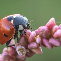 Божья коровка(Ladybugs) :: Александр Григорьев