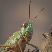 Кузнечик :: Александр Григорьев