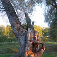 На закате. Ива в нижнем парке Большого Болдино :: Лидия Бусурина