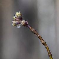 На веточке... :: Андрей Пристяжнюк