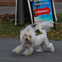 Пробегая мимоходом :: Елена Пономарева