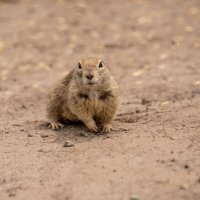 Cуслик))) :: Михаил Вишняков