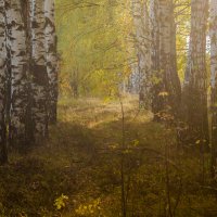 Осень в лесу. :: Андрей Андрианов