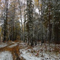 Первый снег. :: nadyasilyuk Вознюк