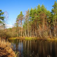 Лесной водоём :: Андрей Снегерёв