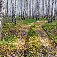 Свет берез :: **** vedin