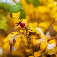 Ноябрьский шиповник :: Александр Синдерёв