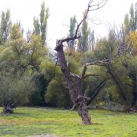 Старое дерево :: Валентин Семчишин