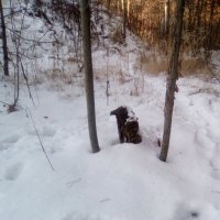 Природный арт-объект :: Светлана Петрова