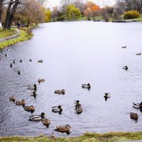 Местная тусовка. :: Василий Палий