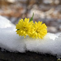 Зарисовки ноября... :: Андрей Заломленков