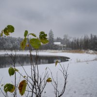 Вот и первый снег :: Валерий VRN