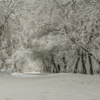 Зима наряжает природу. :: Сергей Герасимов