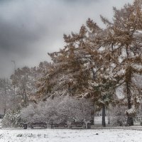 Первые снеги. :: Николай 