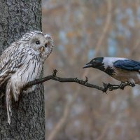 Ну что? Будем знакомиться? :: Николай Охотник