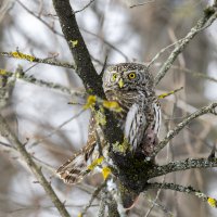 сычик :: юрий макаров