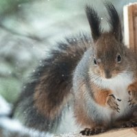 «Таити, Таити… Не были мы ни в какой Таити! Нас и здесь неплохо кормят!» :: Владимир Безбородов