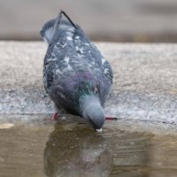 Голубь пьющий воду из фонтана :: Константин Бобинский