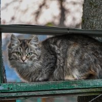 Вот такие у меня птички водятся)))) :: Вадим 