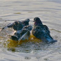 Водные процедуры ... :: Константин Анисимов