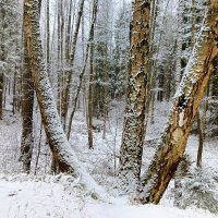 снег деревья  сюжет :: Владимир 