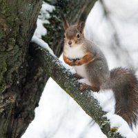 *** :: Владимир Безбородов