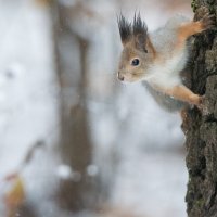 *** :: Владимир Безбородов