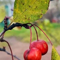 Маленькие прелести поздней осени :: Ирина 